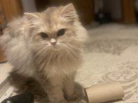2 aylık erkek british longhair