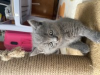 British shorthair yavrularımız yeni sahiplerini arıyor