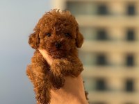 POODLE ERKEK DİŞİ YAVRULARIMIZ Toy Poodeller