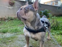 Egzotik french bulldog bebekler yeni yuvasını bekliyor