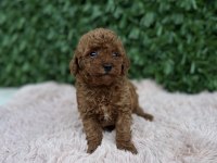 Birbirinden güzel Toy Poodle bebekler
