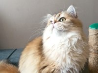 5 aylık dişi british longhair
