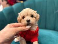 Mağazamızdan Maltipoo Yavrularımız