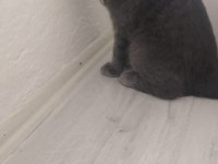 Evcil uyumlu sakin british longhair