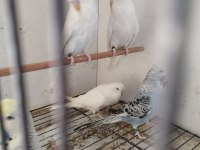 Yeni yeme düşmüş her cins muhabbet yavrular