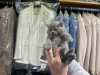 British Shorthair 2 Aylık