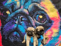A KALİTE SIFIR BURUN PUG BEBEKLER