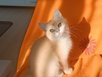 Full şecereli ny 12 erkek british shorthair