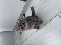 Ev ortamında büyümüş iki aylık british shorthair kediler