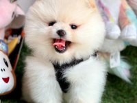 Sevimli Pomeranian Boo Yavrularımız