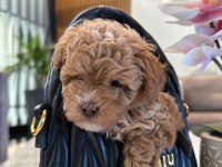 Maltipoo Bebeklerimiz Gelmiştir