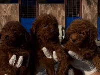 Toy poodle yavrularımız