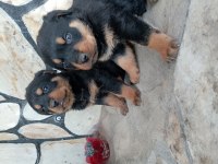 Erkek dişi rottweiler yavrular