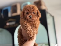 Show kalite tea cup kore poodle yavrumuz
