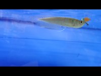 Silwer arowana