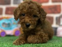 Altın Kızlar Yeni Evlerine Gitmeye Hazır Köpekler