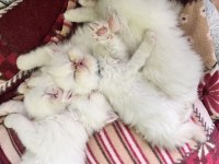 Safkan iran kedisi bebekler