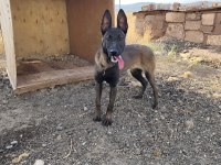 Belçika kurdu malinois