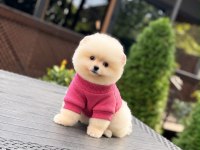 Sağlık Ve Irk Garantili Pomeranian