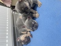 Yavru köpeğimizi sahiplendirme