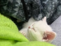 British kedi shorthair