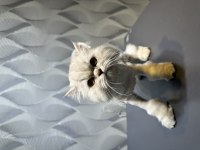 British Longhair Silver
