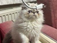 İRAN KEDİSİ EGZOTİK BLUE POİNT