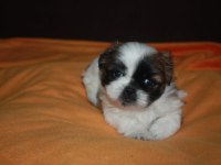 Irk garantili saf kan shih tzu yavruları