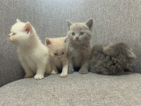 British Shorthair Yavrularım Yuvalarını Bekliyor..