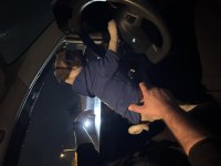 3 aylık dişi pug