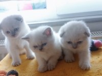 ORJİNAL OYUNCU SCOTTİSH FOLD BEBEKLER SİZLERİ BEKLİYOR