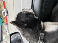 Eşlemeye açık french bulldog
