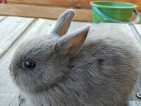 Netherland dwarf Hollanda cücesi tavşan