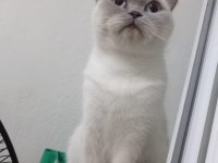 British Shorthair Kedisi