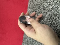Yavru Suriye Hamster