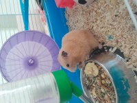Dişi suriye hamsterı kafesiyle birlikte