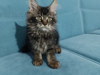 Uyguna vereceğim dev maine coon yavruları