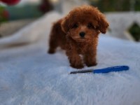 Kore Poodle Minikler