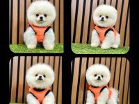 Pomeranian boo yeni ailelerini bekliyorlar