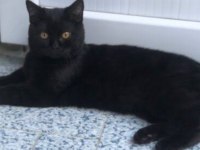 9 aylık scottish straight oğlumuza acil yuva