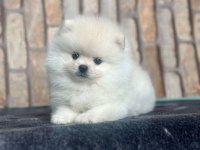 POMERANİAN BOO DÜNYASI