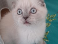 Dişi blue point sakin scottish fold yavru