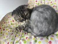 Scottish fold kedimi sahiplendiriyorum