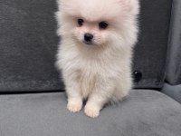 Orjinal ukranie white pomeranian boo