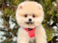 GERÇEK TEA CUP TEDDY POMERANİAN BOO YAVRULARI