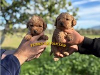 Toy Poodle Dişi - Erkek
