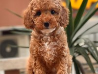 Red Toy Poodle Yavrular