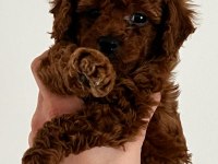 Red Brown KoreLan Toy Poodle Yavrular