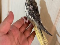 40 GÜNLÜK EL BESLEME BEBEK SULTAN PAPAĞANI