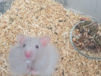 Hamster beyaz